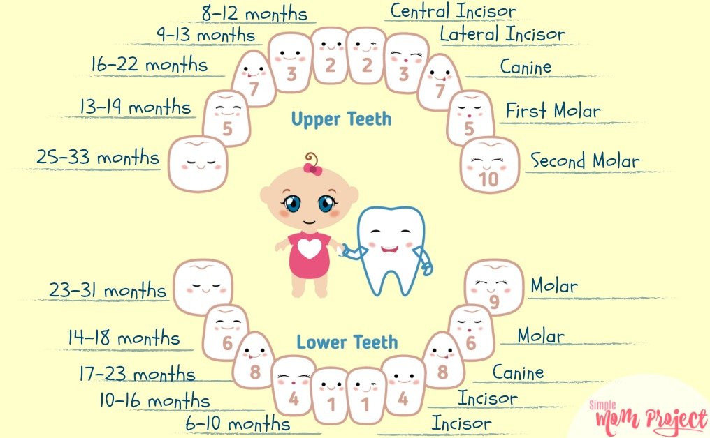 Teething Chart Teething Chart Simple Mom Project