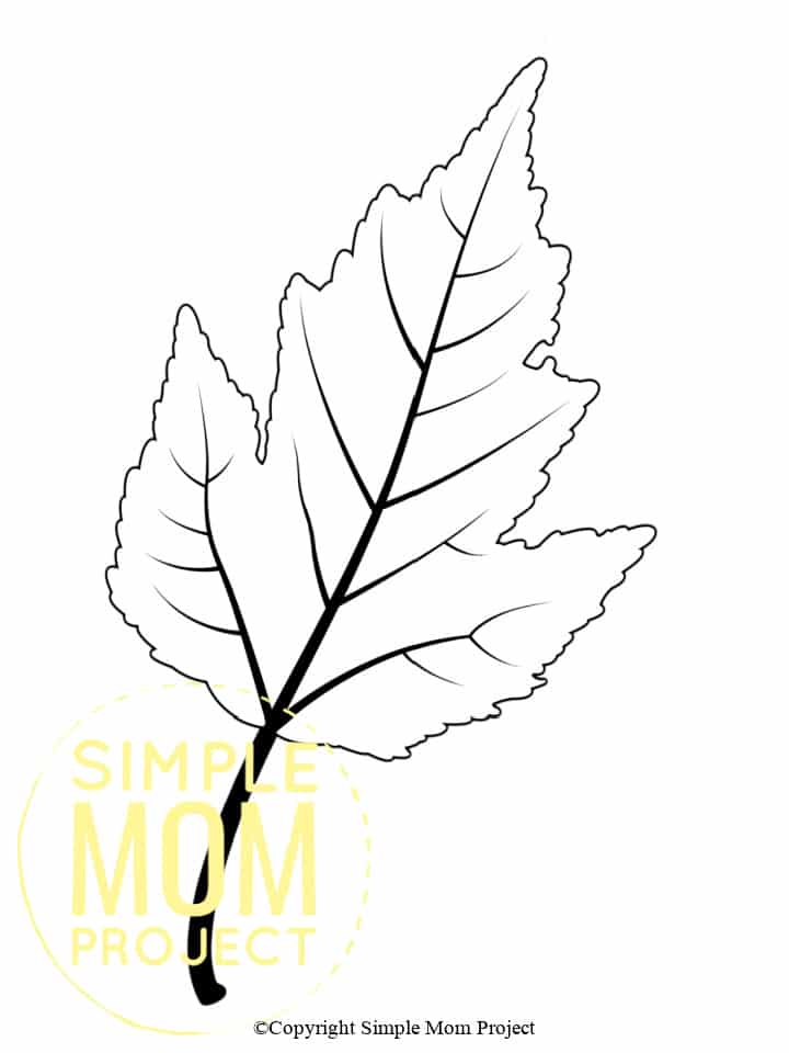 Free Printable Autumn and Fall Leaf Template, Stencil and Pattern