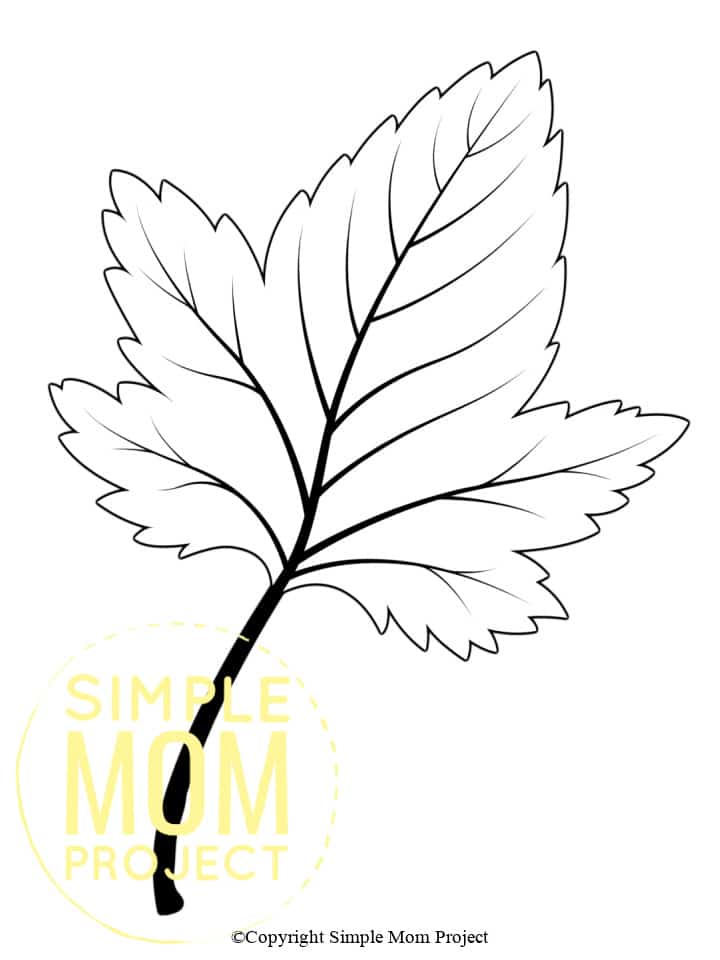 Free Printable Autumn and Fall Leaf Template, Stencil and Pattern