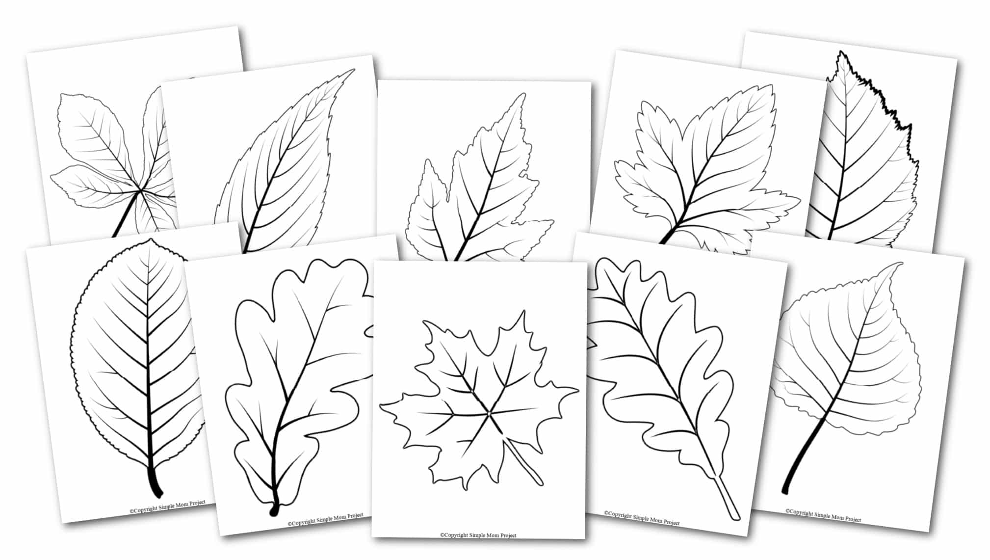 Free Printable Autumn and Fall Leaf Template, Stencil and Pattern