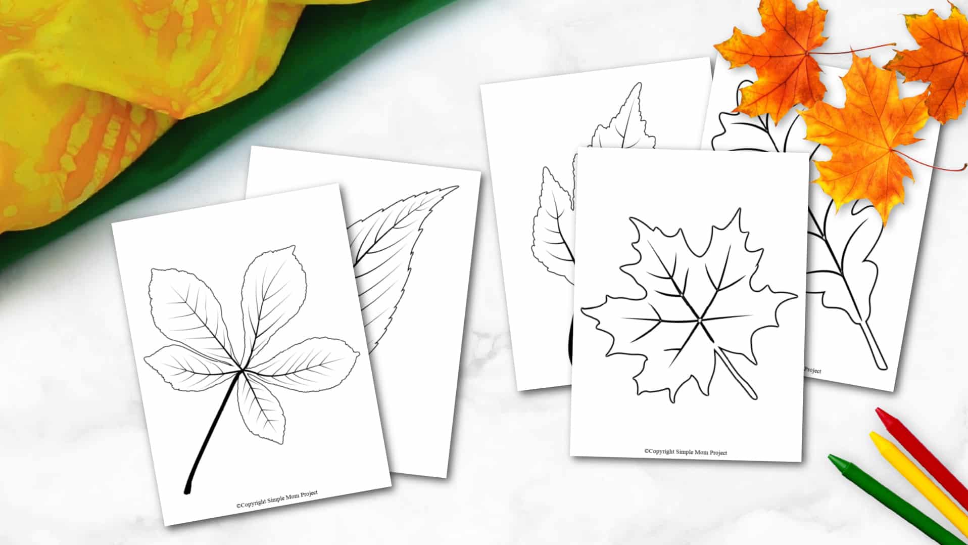 Free Printable Autumn and Fall Leaf Template, Stencil and Pattern
