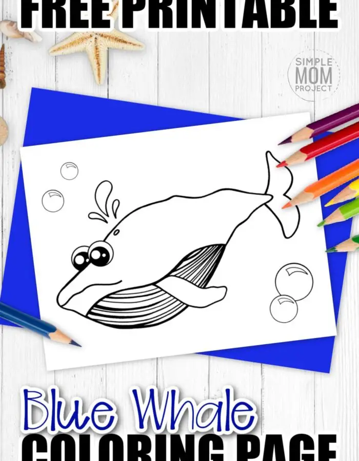 Are you looking for a cute blue whale coloring cartoon page to add to your ocean animal coloring book? Click now to download this free printable fun friend of the humpback, killer and sperm whale; the blue whale! He is perfect for kids of all ages to add to their art collections in preschool or to hang up on the will in their kindergarten classroom. #bluewhalecoloring #whalecoloring #SimpleMomProject
