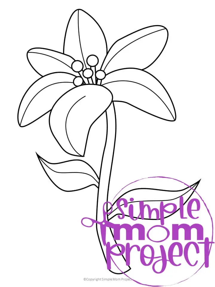 Free Printable Lily Flower Template for Kids, Preschooler, Kindergartner 1