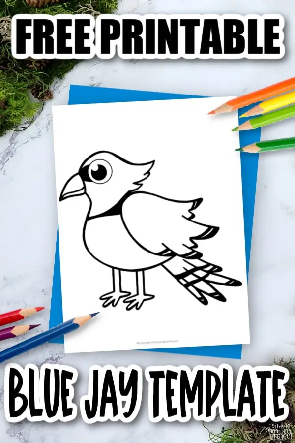 Printable Blue Jay Template Coloring Page for Kids Preschoolers Toddlers and Bird Crafts 3