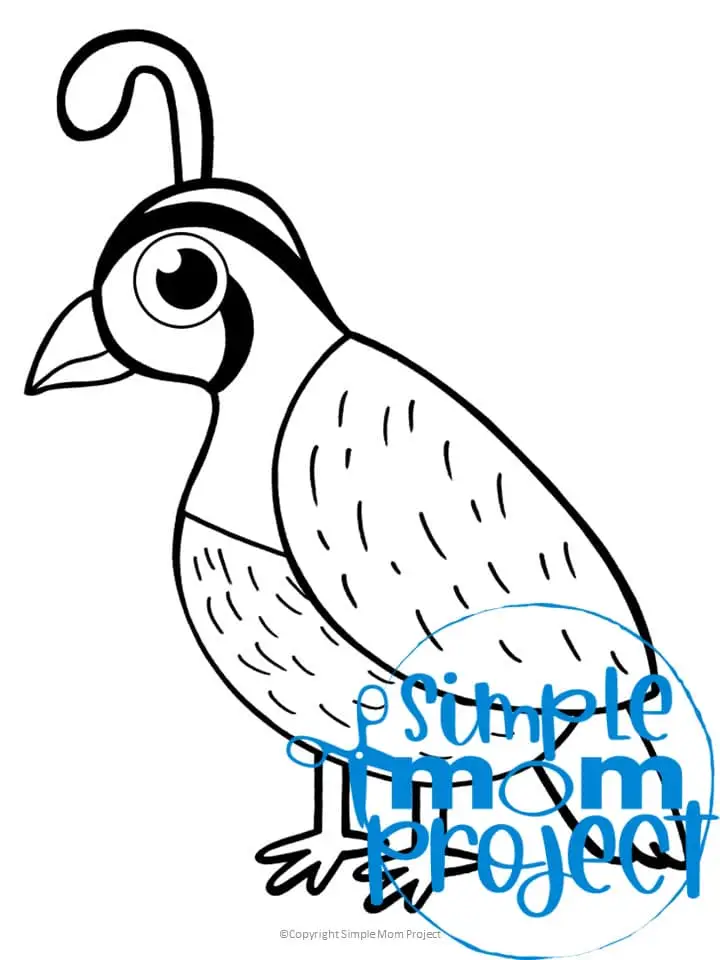 Printable Quail Template Coloring Page for Kids Preschoolers Toddlers and Bird Crafts 1