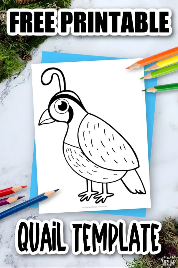 Printable Quail Template Coloring Page for Kids Preschoolers Toddlers and Bird Crafts 3