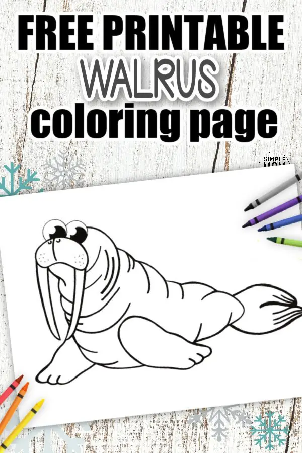 Looking for a fun and easy coloring page for your kids? Here’s a simple and cute Walrus coloring page ready to add to your toddlers coloring book or wall art decorations. Cut out and Color this simple Arctic walrus design with your favorite water paints or crayons, it’s an ideal art project for toddlers or homeschooling activity for preschoolers. Click here to print your Walrus coloring pages today! #Walruscoloringpages #Arcticanimalcoloringpages #Walruscoloringsheets #coloringpagesforkids #SimpleMomProject